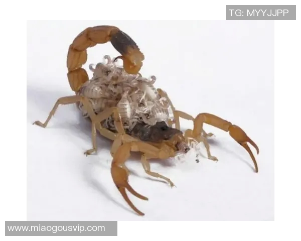 神秘生物索兰克蝎子摆尾的奇特行为与生态意义探秘